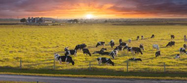 Çiftlik ambarındaki çayırlarda otlayan süt sığırları sürüsü. Florida 'daki çayırlarda süt inekleri.