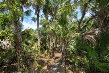 Güney Florida, ABD 'de yeşil palmiye ağaçları olan tropikal ormanlardaki patika patikalarını geziyorum. Yoğun yağmur ormanları keşfediliyor.