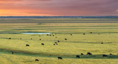 Çiftlik otlaklarında otlayan bedava süt inekleri. Çiftlik arazilerinde sığır beslemek.