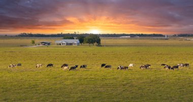 Küçük çiftlik evinin yakınındaki çayırlarda otlayan süt sığırları sürüsü. Florida 'da yeşil çayırlarda süt inekleri.