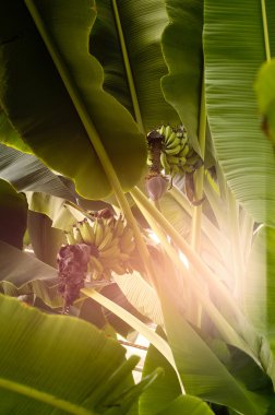 muz sunschine bulunmaktadır