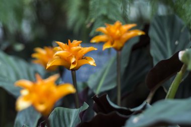 Foto calathea çiçek