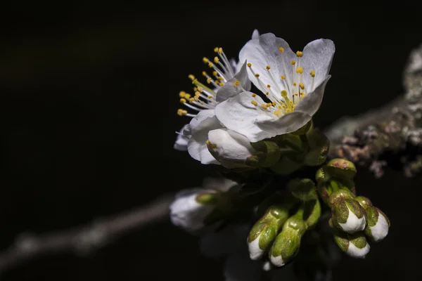 Fiore di ciliegio bianco — Foto Stock