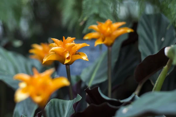 Foto de flores de calathea — Foto de Stock