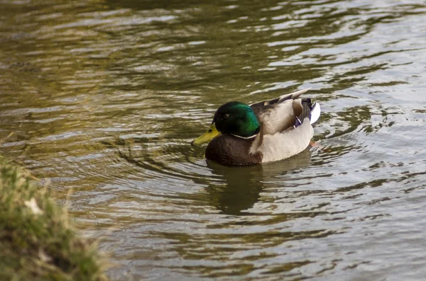 Duck in water — Stock Photo, Image