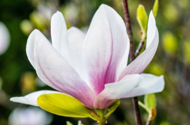 Bahçedeki güzel beyaz manolya çiçeği