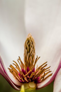 Güzel botanik fotoğrafı, doğal duvar kağıdı.