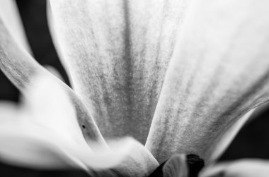 Güzel bir zambak çiçeğine yaklaş