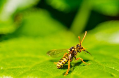 Yeşil yapraklı bir sineğin makro fotoğrafı.