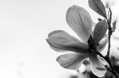 Bahçedeki güzel çiçek