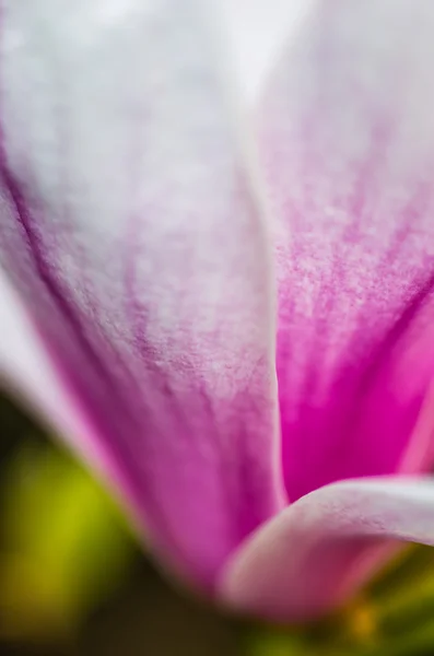 Güzel Mor Lale Çiçek — Stok fotoğraf