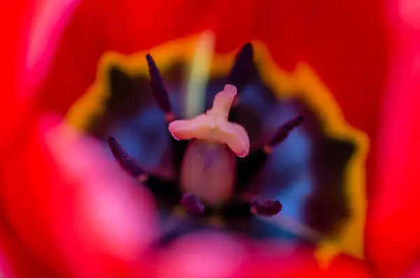 Bahçedeki Güzel Çiçek — Stok fotoğraf