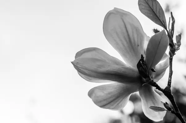 Bahçedeki Güzel Çiçek — Stok fotoğraf