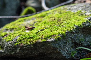 Bir kayanın üzerinde yosun Close-Up