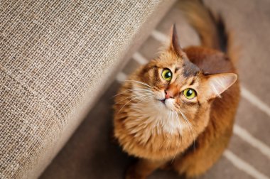 Somali Cat Looking Up clipart