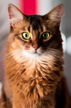 Somali Cat Portrait clipart