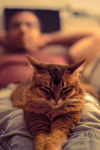 Chat couché sur les genoux — Photo