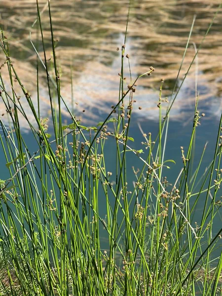 Detailní záběr nějaké trávy s řekou v pozadí, vertikální — Stock fotografie