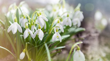 Doğal arka plan. İlk bahar çiçekleri. Beyaz kar damlaları.