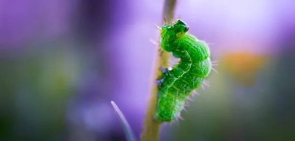 Large green caterpillar crawling macro photography with blurred background and copy space — Stok Foto