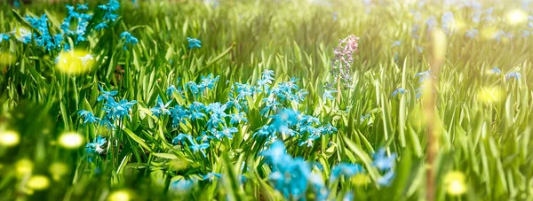 Green meadow with blue flowers and sunbeams — ストック写真