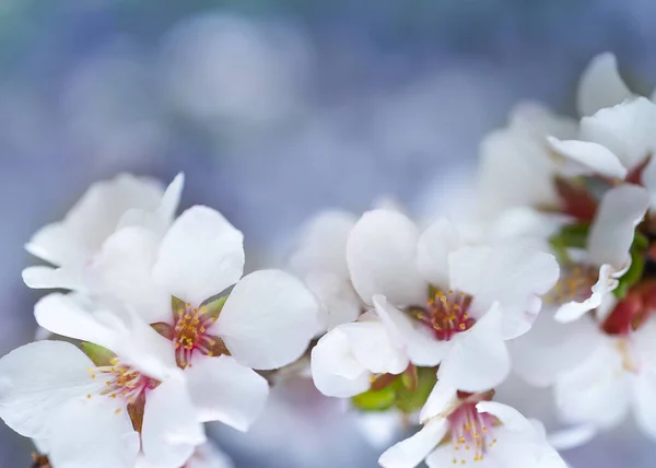 Квітуча вишня, квіти на синьому фоні листівки — стокове фото