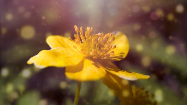 黄色の野花のクローズアップ。野生の花自然背景郵便はがき — ストック写真