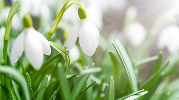 最初の春の花は柔らかい焦点で背景を雪滴 — ストック写真