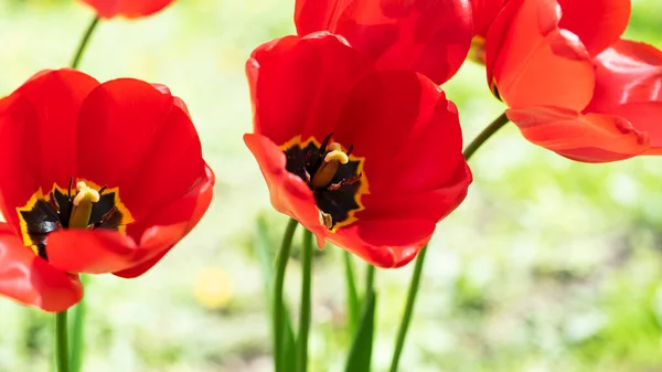 緑のぼやけた背景に赤いポピーの花 — ストック写真