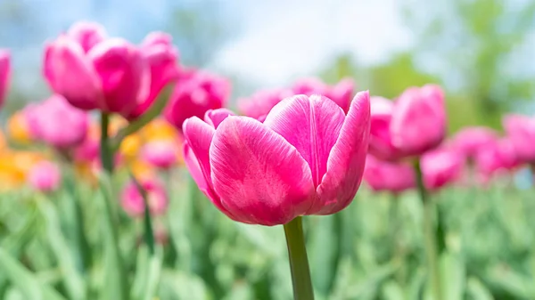 ピンクの花チューリップ春の夏自然美しい背景 — ストック写真