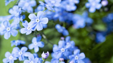 Yeşil arka planda küçük mavi çiçekler, doğal yaz arkaplanı.