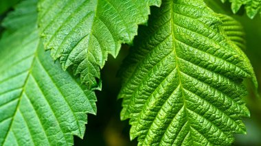 Doymuş büyük yeşil desenli yapraklar doğal arkaplan