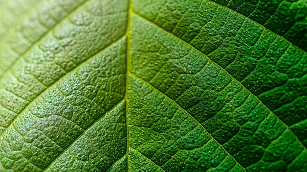 Πράσινο φύλλο μακροεντολή ενός δέντρου, φυσικό πράσινο φόντο με αντηλιακή λάμψη — Φωτογραφία Αρχείου