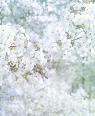 Hassas çiçek açan bahar ışığı, yumuşak odaklı bulanık arka plan. Ağaçta çiçekler, çiçek açan kiraz arkaplanı bulanık