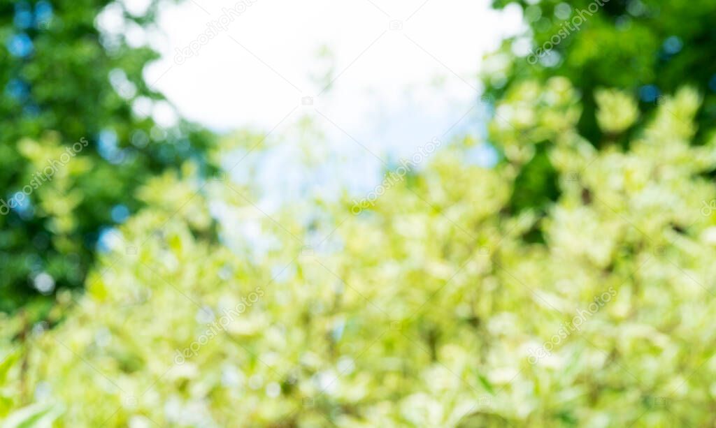 Blurred nature abstract defocus green background with copy space