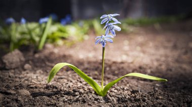 İlkbaharda topraktan büyüyen bir çiçek