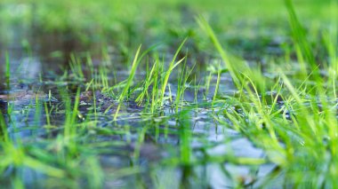 Suyun otları doğal orman arka planında. Arka planda bataklık.