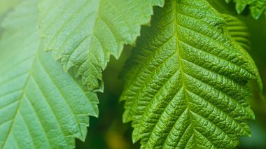 Yeşil ağaç yaprakları siyah-beyaz, yakın plan doğal eko arka plan
