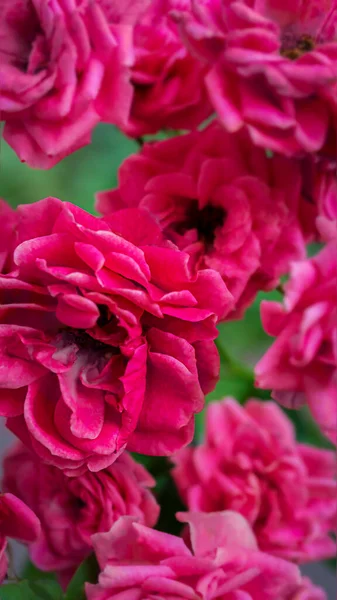 Fundo floral vertical borrado com rosas rosa — Fotografia de Stock