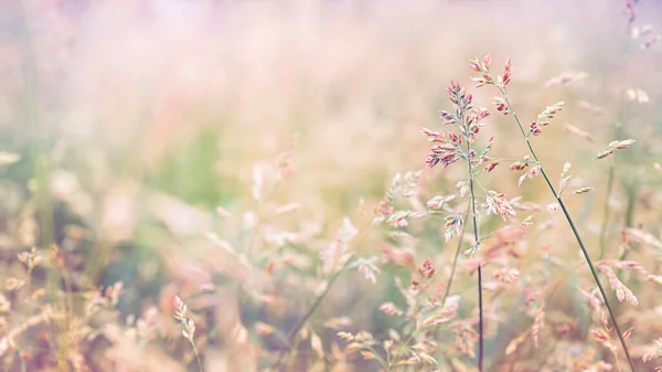 夜明けの朝の牧草地の美しい黄金の草 — ストック写真