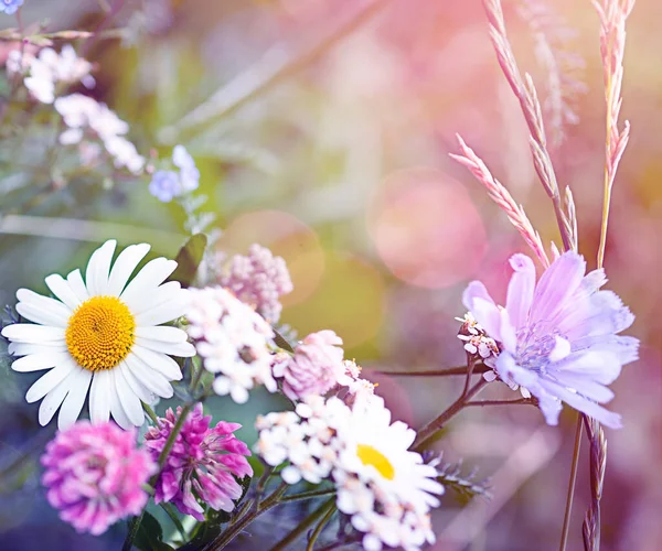 Дикі різні красиві квіти на лузі з дуже м'яким фокусом і копіюванням простору і розмитим фоном — стокове фото