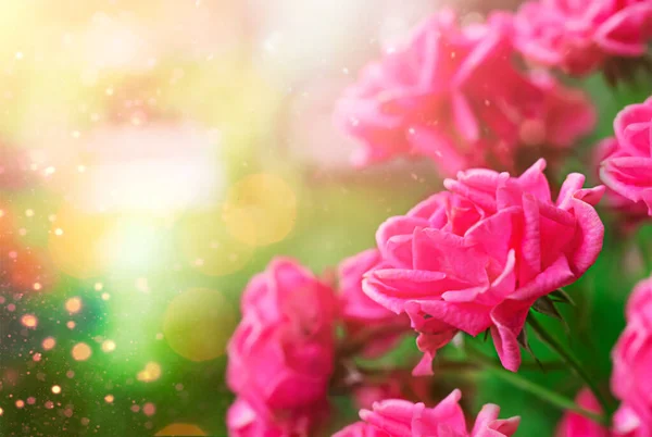 Розмитий красивий магічний квітковий фон з рожевими трояндами та місце для тексту — стокове фото