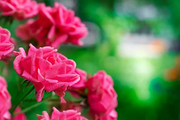 ピンクのバラとコピースペースと美しい魔法の花の背景をぼやけている — ストック写真