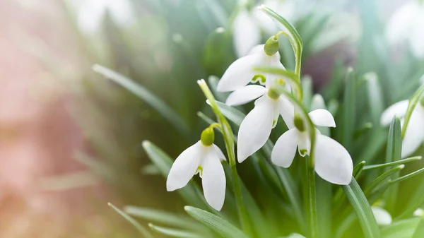 最初の春の花は柔らかい焦点で背景を雪滴 — ストック写真