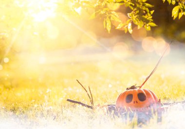 Cadılar Bayramı arkaplanı, balkabağı balkabağı sisli çimlerin üzerinde uzanıyor, dalların arasında, sis ve güneş ışığı ve yumuşak odaklı Bokeh