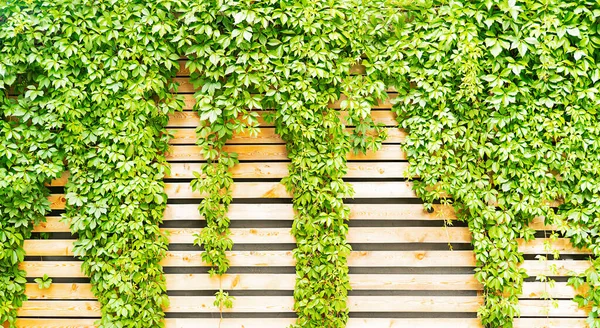 Feuilles de lierre vert sur matrices en bois, décor naturel — Photo