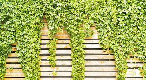 Foglie di edera verde su stampi di legno, arredamento naturale sfondo Foto Stock