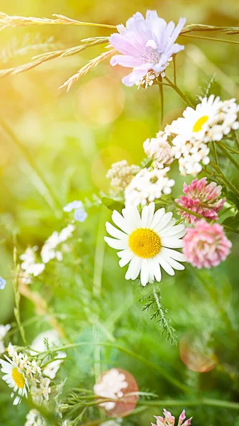 夏カモミールの花は緑の背景と柔らかいぼやけた焦点で閉じます — ストック写真