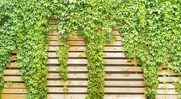 Yeşil sarmaşık yaprakları ahşap renkler, doğal dekor arka plan