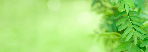 Yeşil arkaplanda bulanık yeşil yapraklar yumuşak odaklı ve kopyalama alanı, eko flaması — Stok fotoğraf
